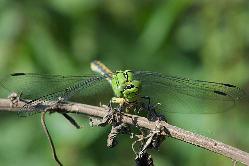 Ophiogomphus cecilia